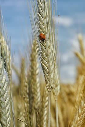 agriculture bioliogique 12 aveyron cabrol europhyto alternative